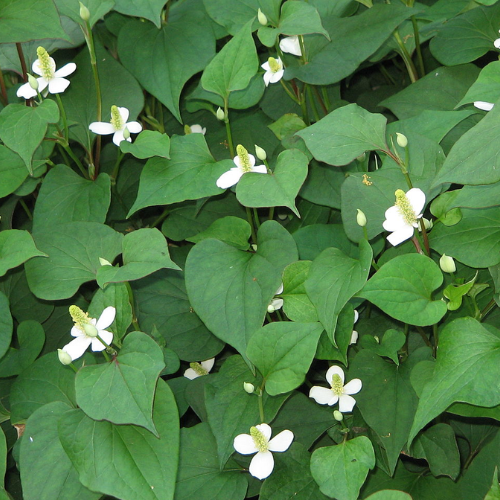 CHIẾT XUẤT  DIẾP CÁ (Kháng viêm)